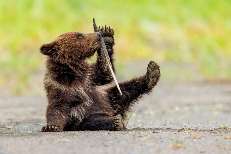 Feather Cub at Play
