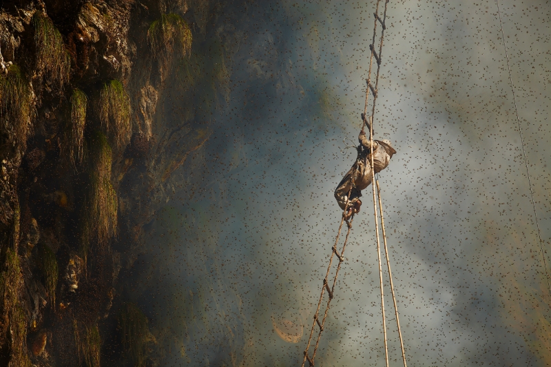Honey hunters 1