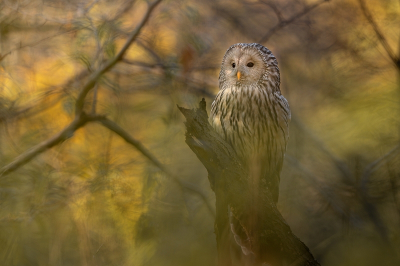 Ghost of the forest