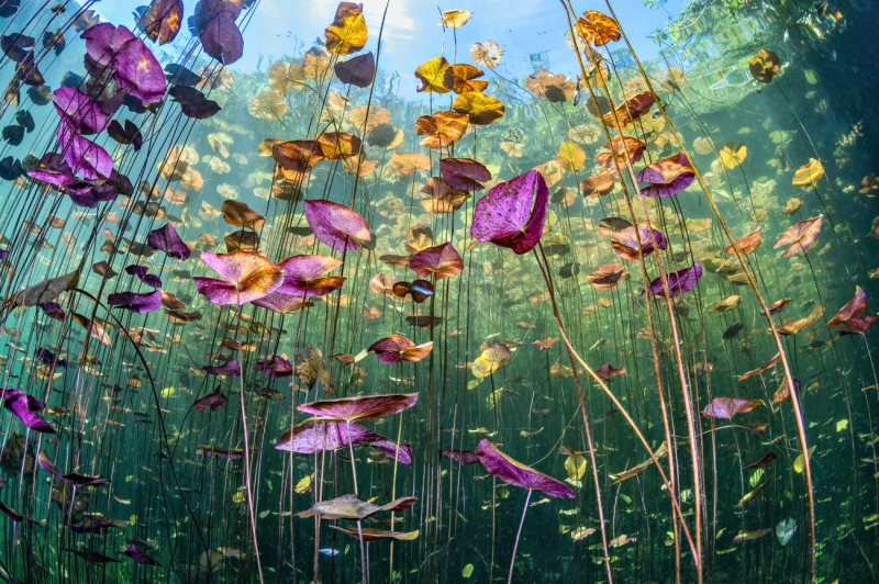 Underwater Garden