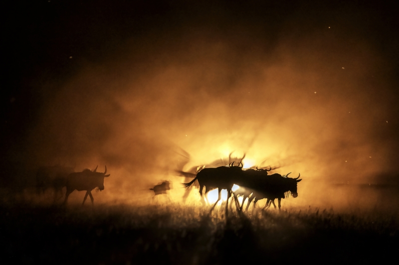 Wildebeest on Run