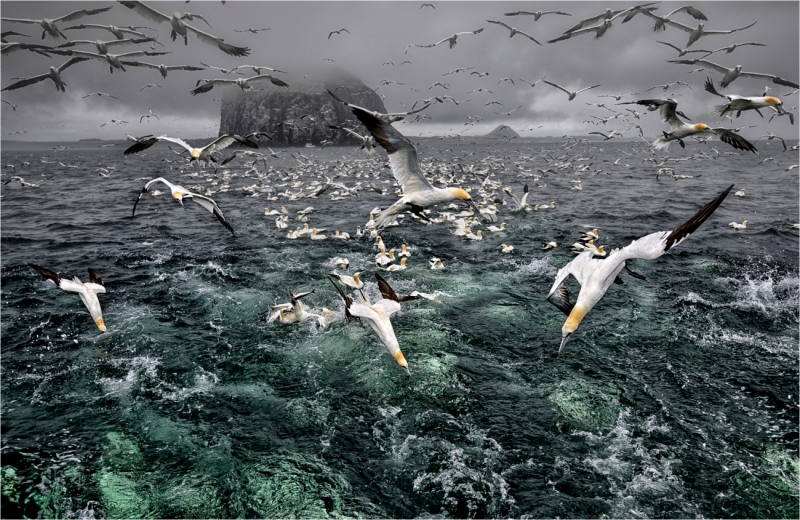 Gannets of the Bass Rock