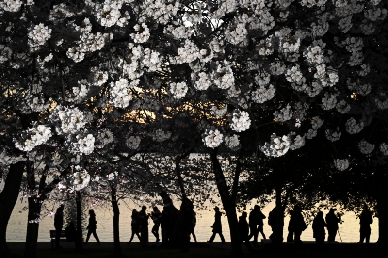Blossoms