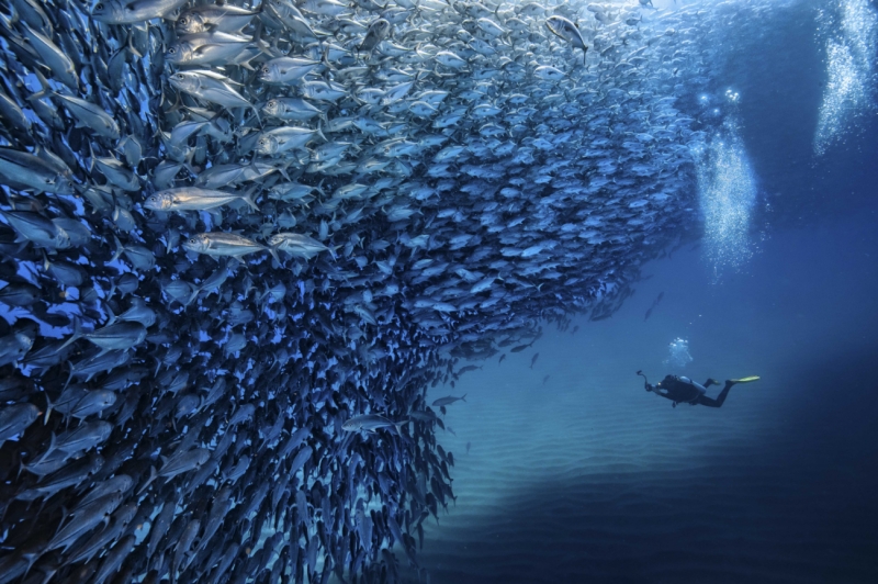 Cabo Dive 2