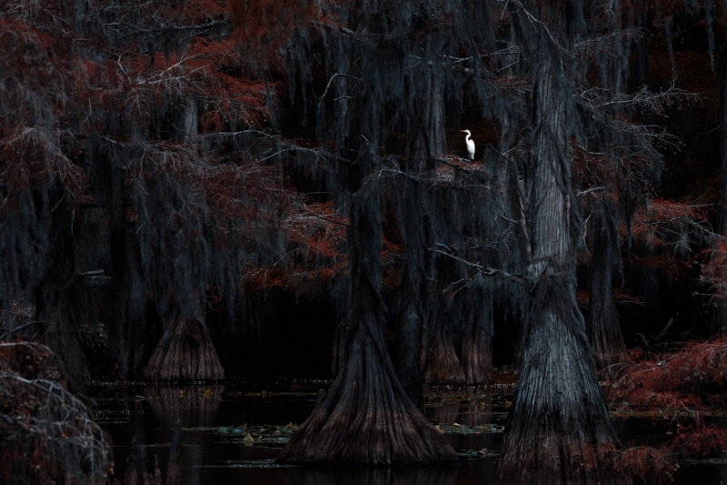 Autumn at Caddo Lake