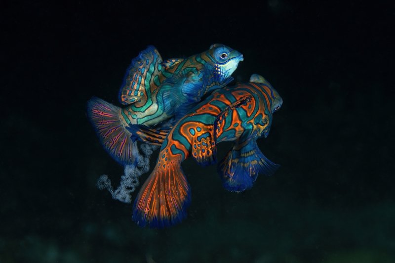 Mating mandarin fish
