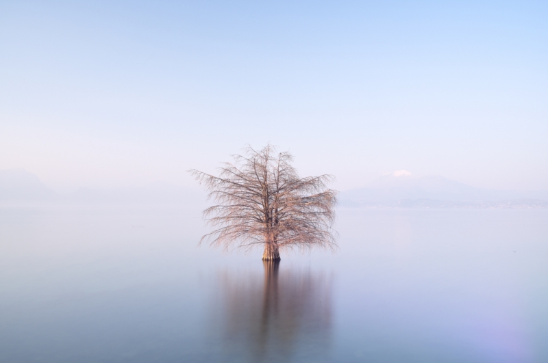 L'albero sospeso