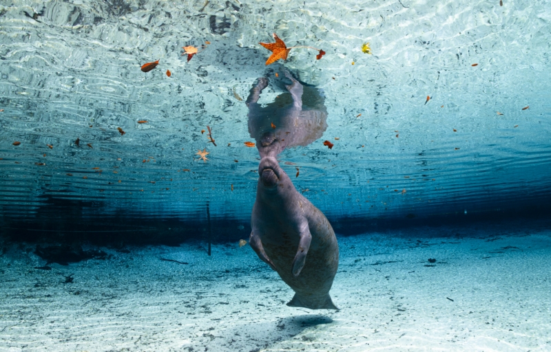 Beneath the Maple Leaf