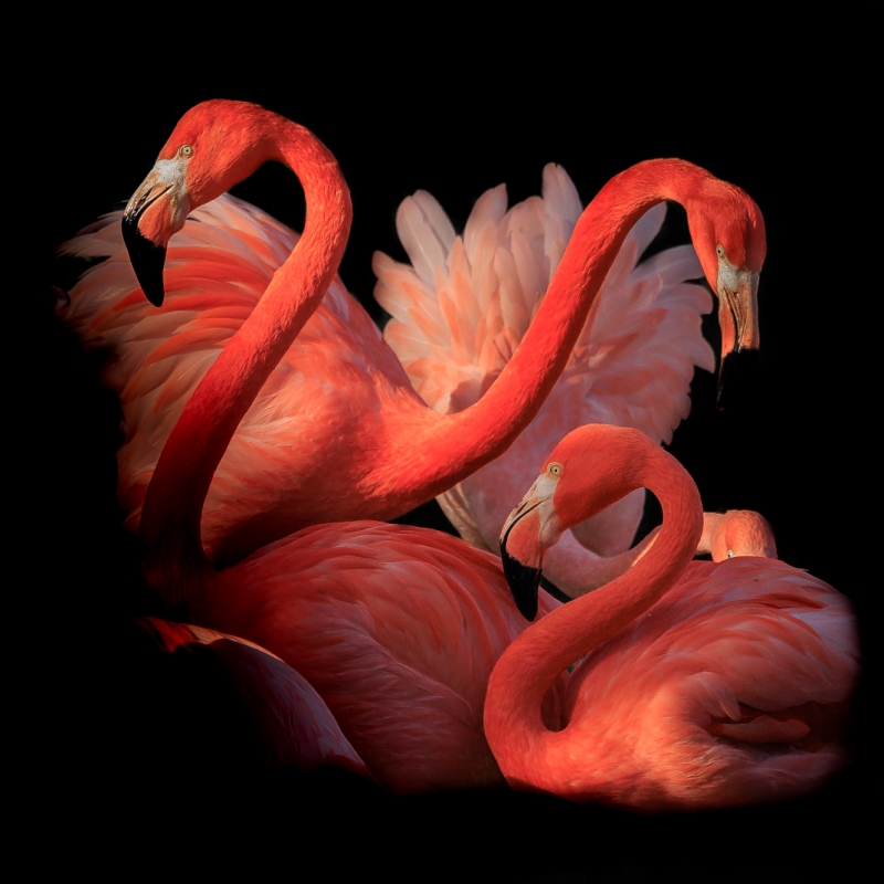 Flamingo Ballet