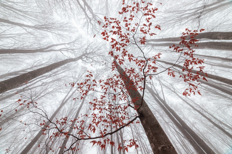 A wisp of fall