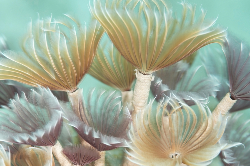 Delicate beauty
