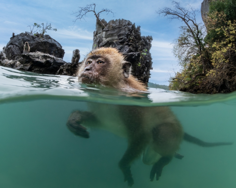 Primal Plunge