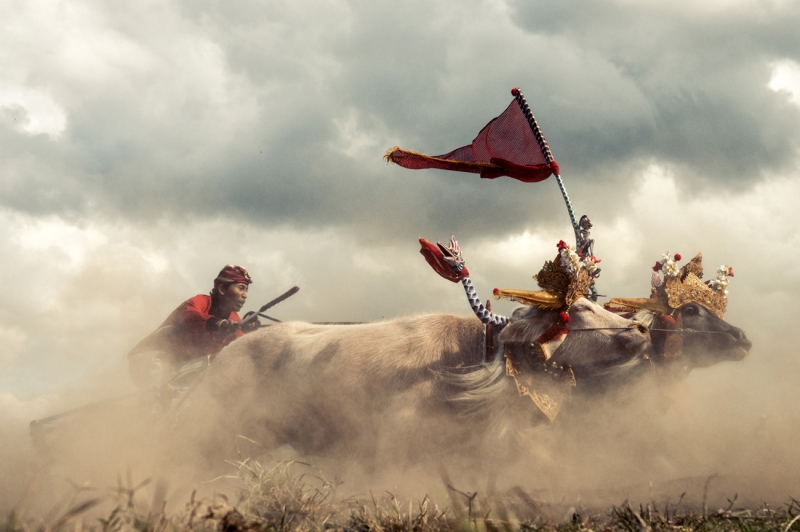 Buffalo Race Indonesia