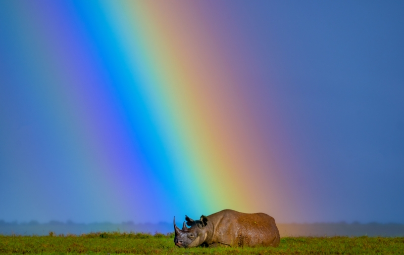 Rhino Revival