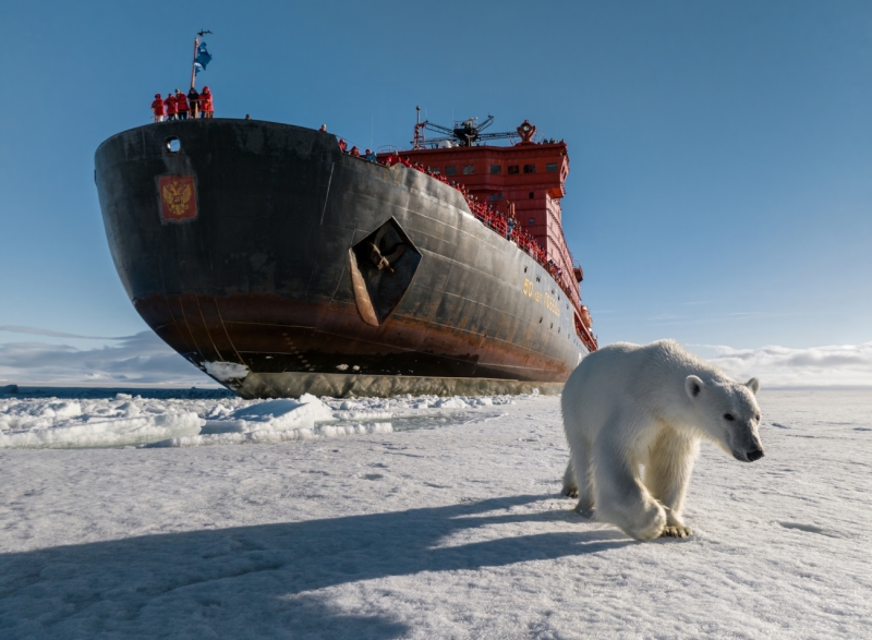 The bear on the North Pole