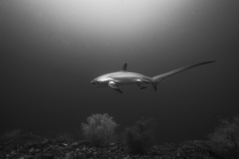 Thresher Shark
