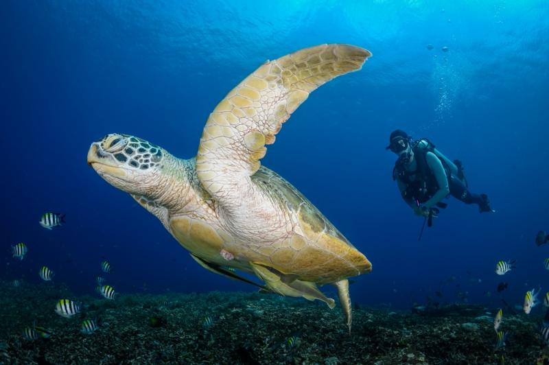 Flying Hawksbill