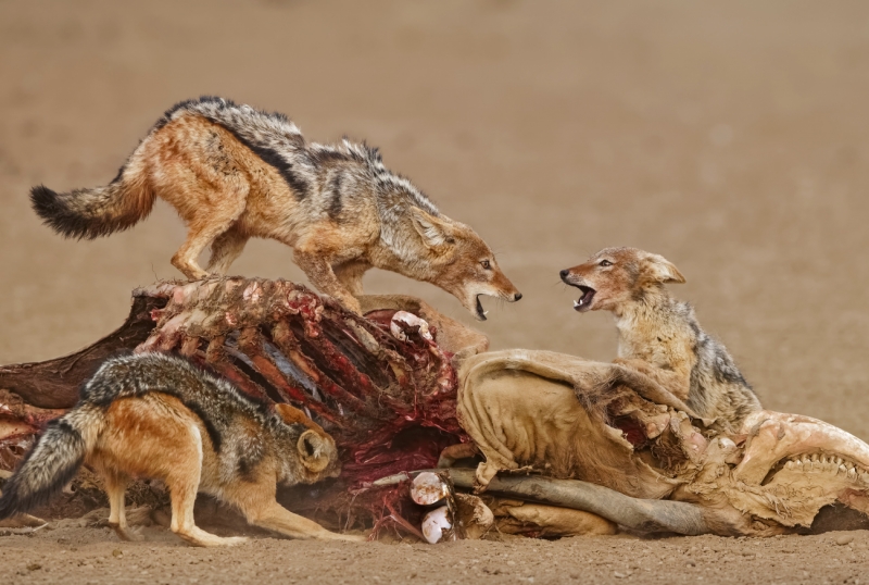 Jackal king