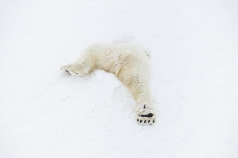 Dive for the hunt