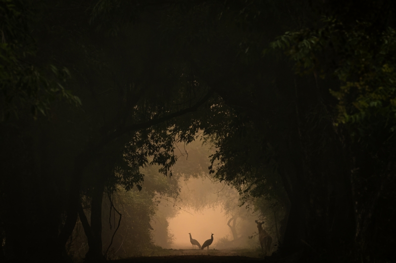 In the spotlight