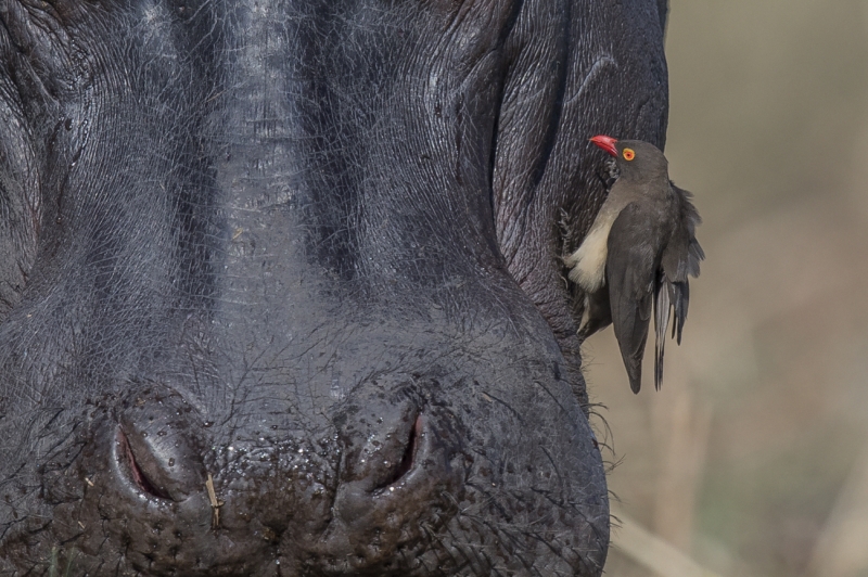 Hippo Cleaner