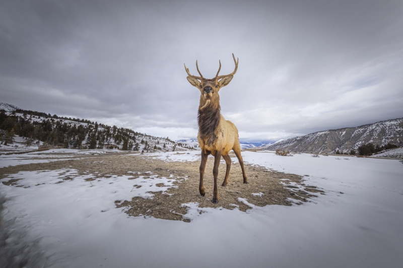 The lord of the place