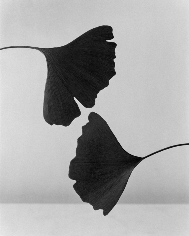 Ginkgo Leaves