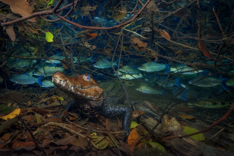 Crowned caiman