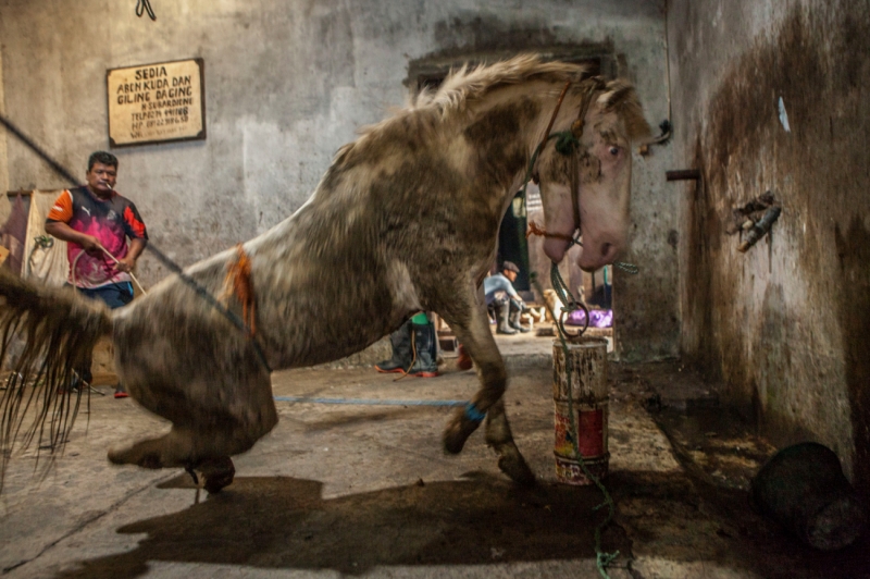 Horse Slaughter