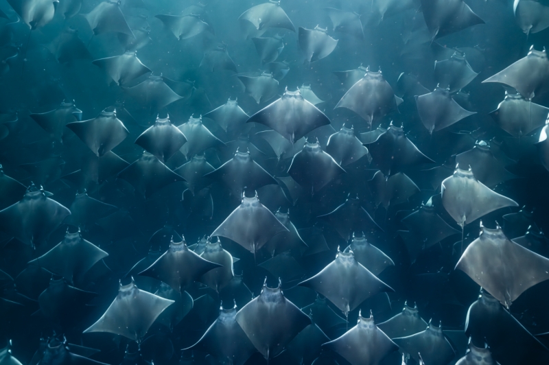 The Odyssey of Munk's pygmy devil rays