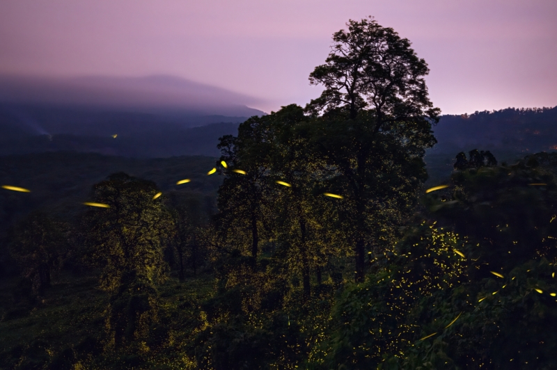Magnificent World of Bioluminescence