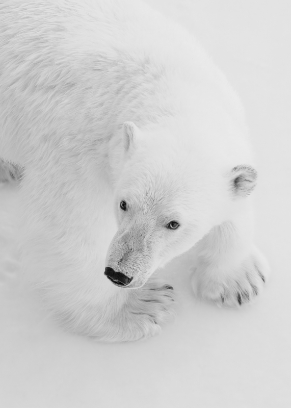Paws