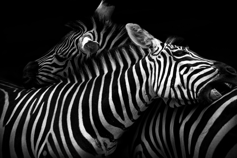Striped Companions