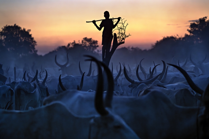 Guardian of the Cattle