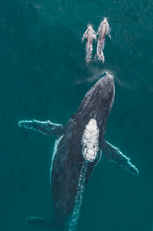 The Chase