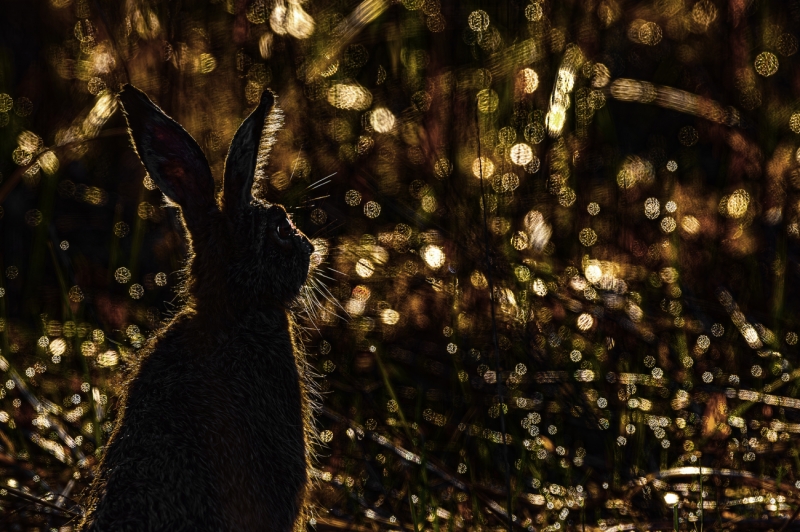 Little hare in dew sparkles