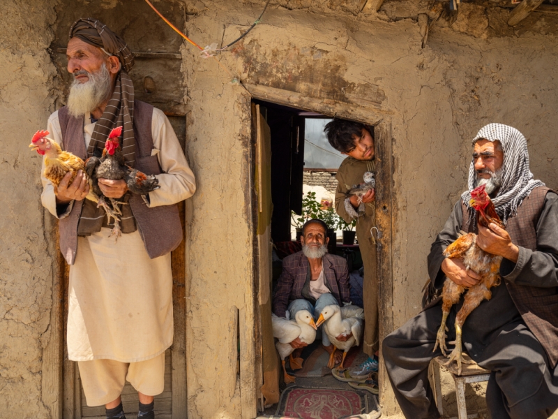Afghan Bird Sellers