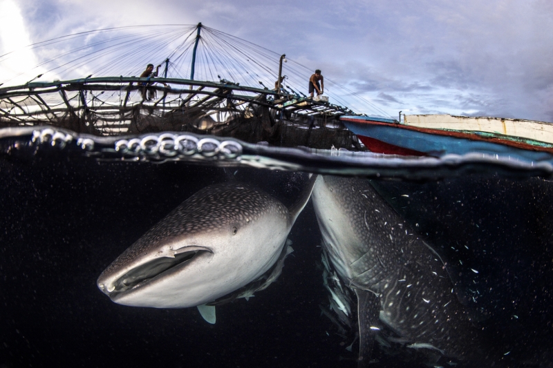 Fisherman and Whaleshark
