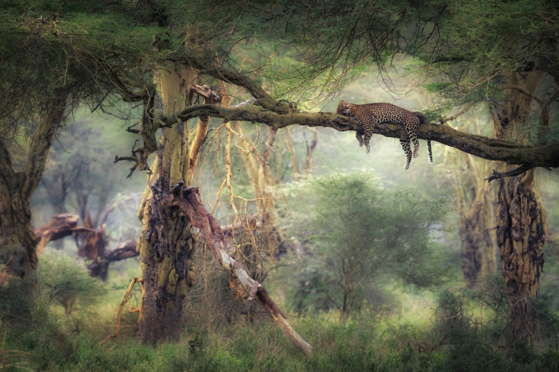 Sleeping in the forest