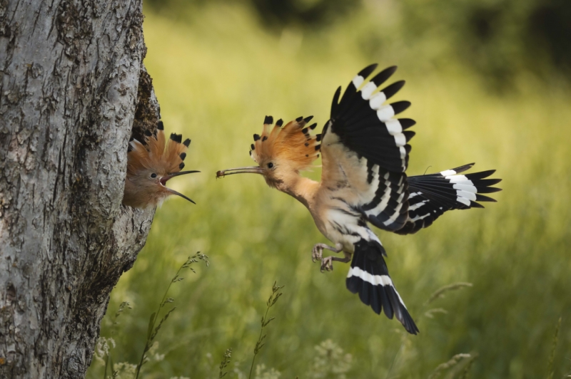 The hoopoe