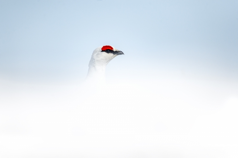 Red and white
