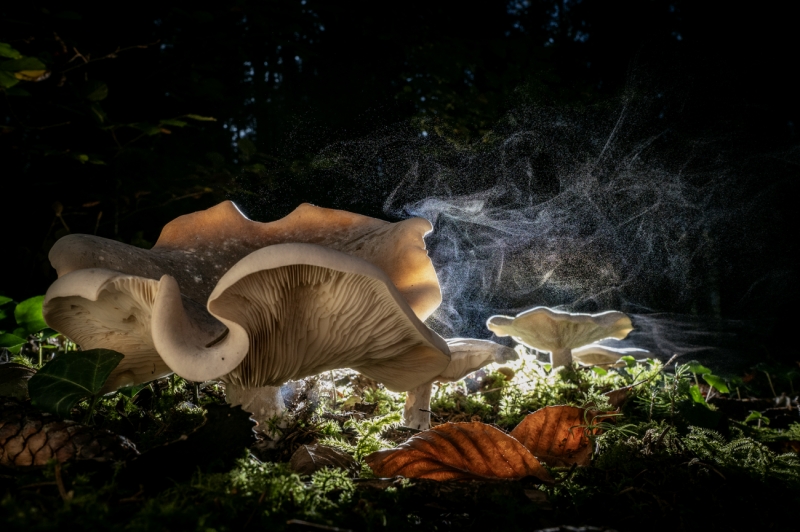 Magic mushroom spores