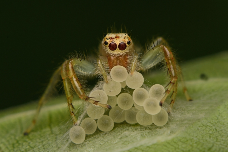 EGG EATING SPIDER