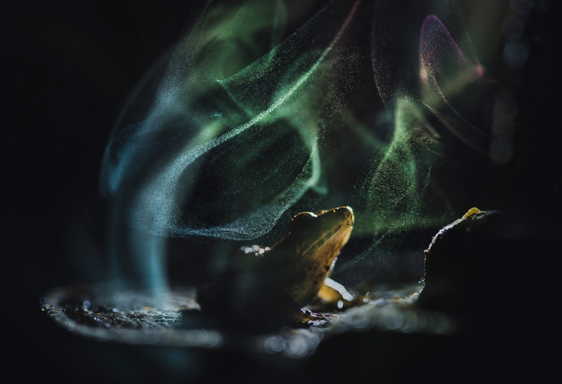The Celestial Frog