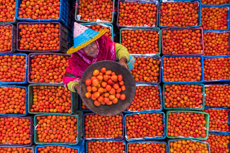 Tomato Farmer