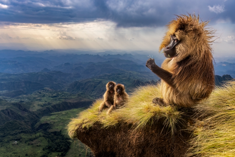 Grazing on the roof of Africa