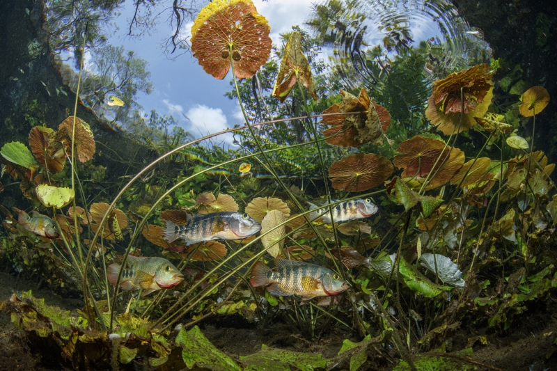 Maya garden