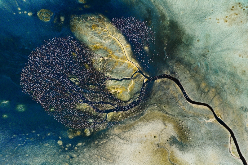 Floral Formation