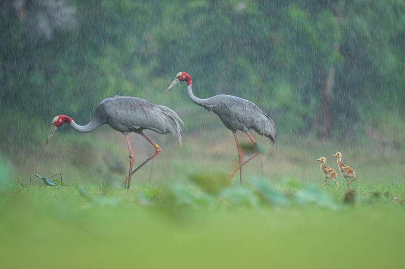 Cranes in the rain