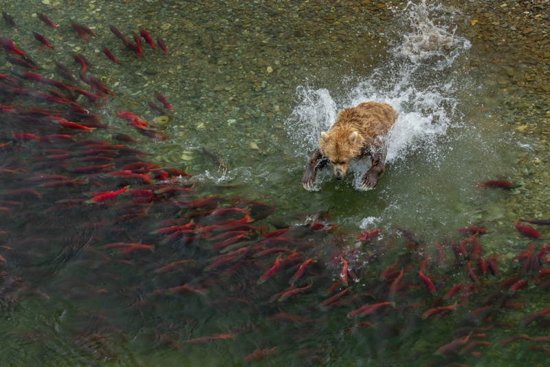 Splash